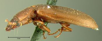 Media type: image;   Entomology 107 Aspect: habitus lateral view